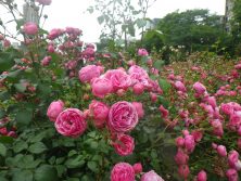 ７．０５　１２丁目バラ　２