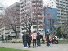 2018424　ｴｿﾞﾔﾏｻﾞｸﾗ