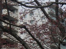 2018424　西7　ｴｿﾞﾔﾏｻﾞｸﾗ2