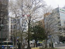 2018424　西7　ｷﾀｺﾌﾞｼ全体