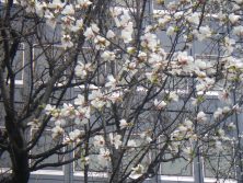 2018424　西7　ｷﾀｺﾌﾞｼ花