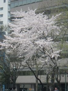 7丁目ソメイヨシノが満開です