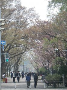 6丁目のエゾヤマザクラの並木