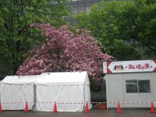 西7丁目北側のｻﾄｻﾞｸﾗ