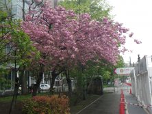 西7丁目南西のｻﾄｻﾞｸﾗ