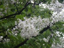 西7丁目南側の白ライラック近景