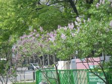 西5丁目北西ベンチ前のライラック