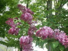 西7丁目ライラック