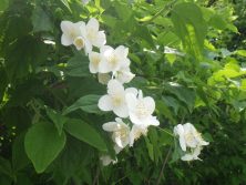 西5丁目　バイカウツギの花