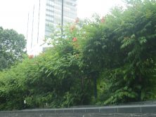 西2　アメリカノウゼンカズラの横から見た画像