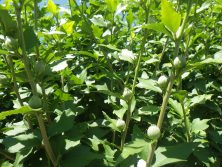 西5丁目北側のムクゲの花のつぼみの様子の画像