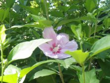 西6丁目ムクゲの花近景の画像