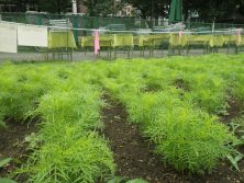 8月4日たねダンゴ花壇の様子の画像2