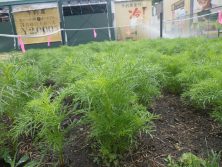 水やり中のたねダンゴ花壇の画像