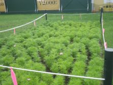 たねダンゴ花壇全体の画像