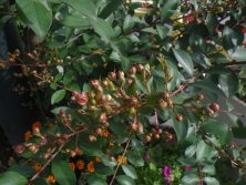 サルスベリのつぼみ