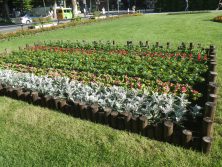 西5丁目　北東花壇