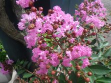 西7丁目サルスベリ