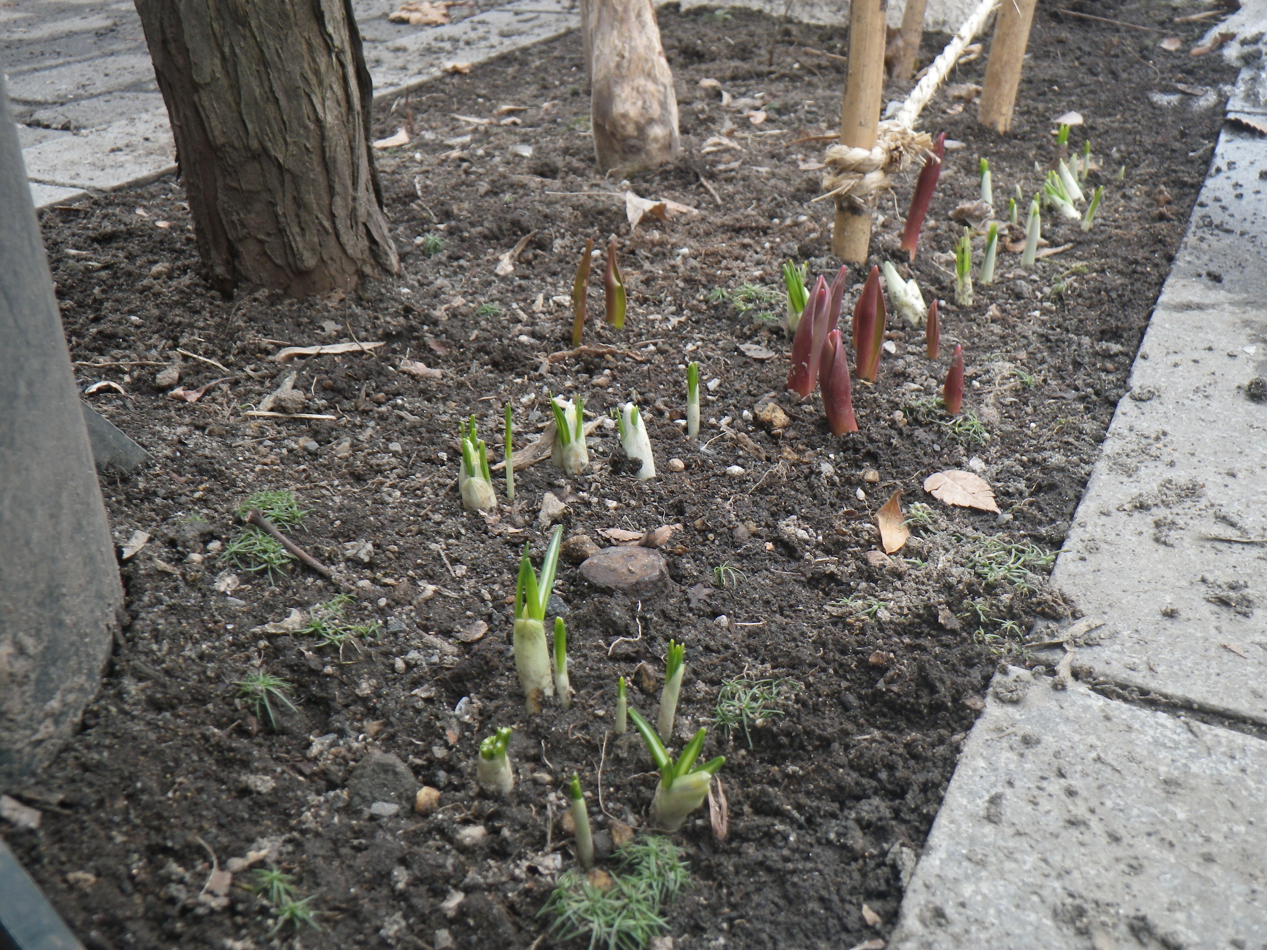 西5丁目チューリップの画像