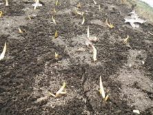 西7丁目チューリップの画像