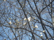 西7北東キタコブシの画像