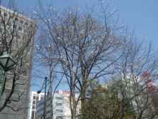 西7丁目キタコブシ全体の画像