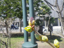 西7丁目北側ライラック花芽の画像