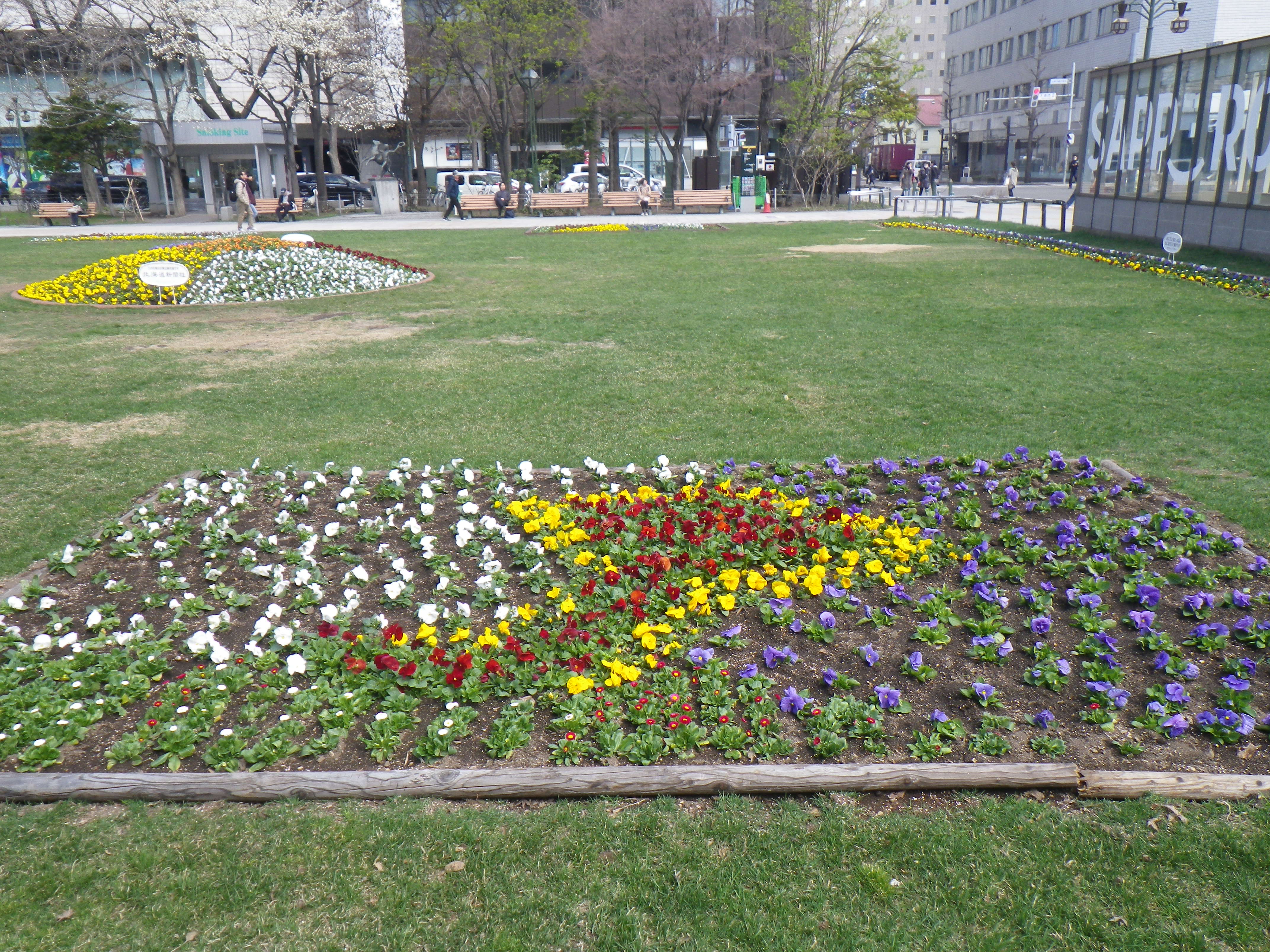 春花壇パンジー、デイジーの画像