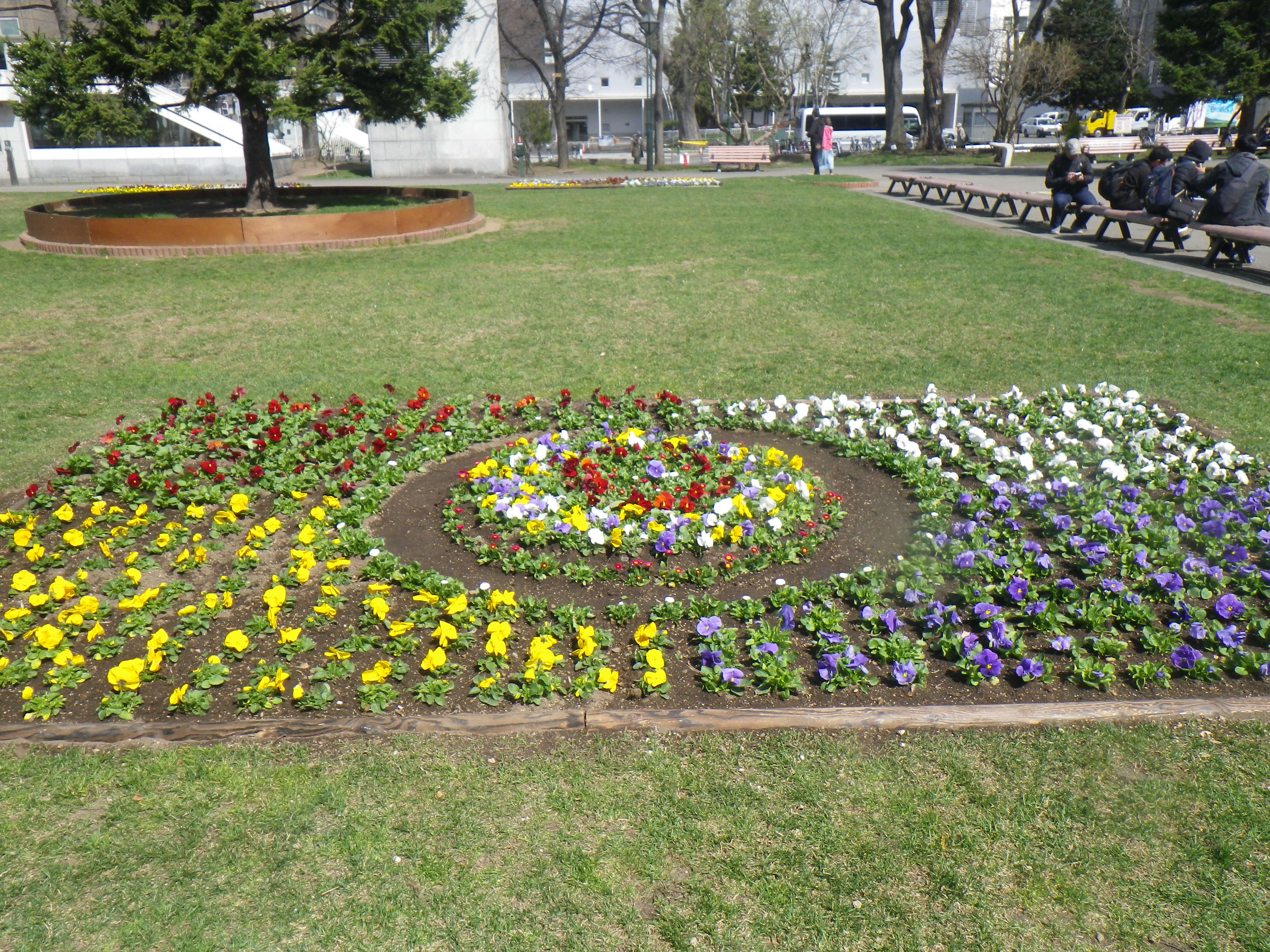 春花壇パンジー、デイジーの画像