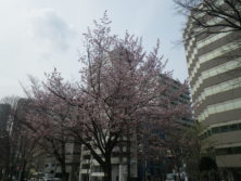 西７丁目のヤマザクラの画像