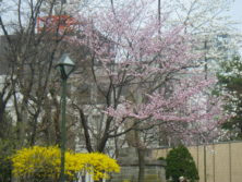 エゾヤマザクラ、レンギョウ、キタコブシの画像