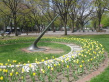 西6丁目日時計のチューリップの画像