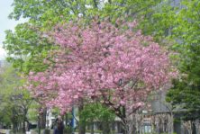 7丁目サトザクラの画像