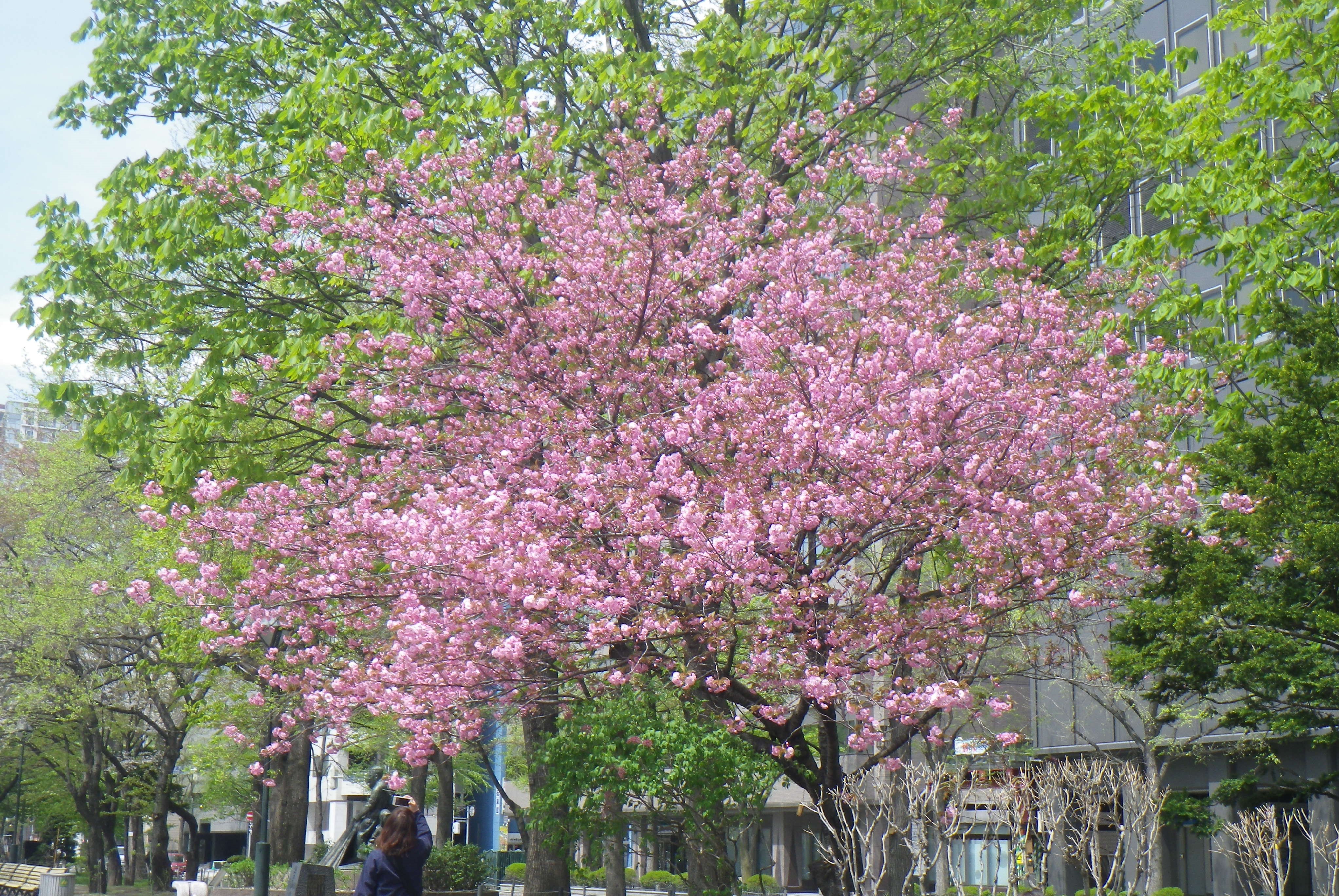 西7丁目サトザクラの画像