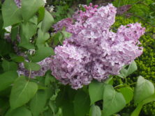 西5丁目北側ライラックの画像