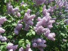 西5丁目のライラックの画像