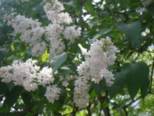 シロライラックの画像