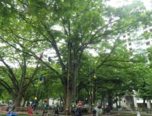 西6丁目ツリーイングの画像