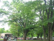 西6丁目ツリーイングの画像