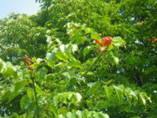 西7丁目ノウゼンカズラの画像