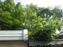 西7丁目ノウゼンカズラの画像