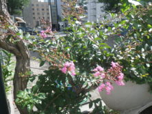 西7サルスベリの花の画像