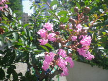 西7 サルスベリの花の画像