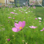 大通西7丁目のコスモスの画像