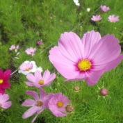 大通西7丁目のコスモスの画像