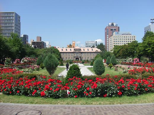 大通西１２丁目バラ