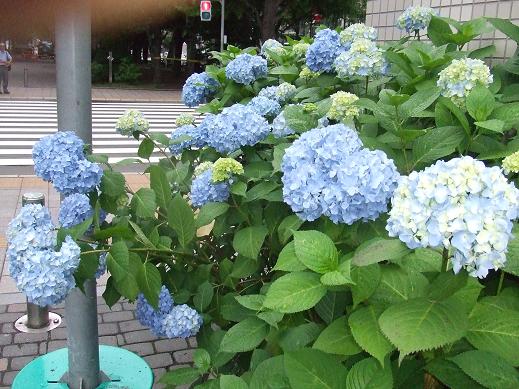 アジサイ