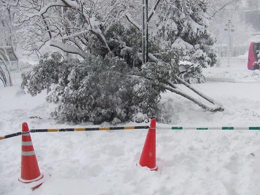 ニオイヒバの倒木