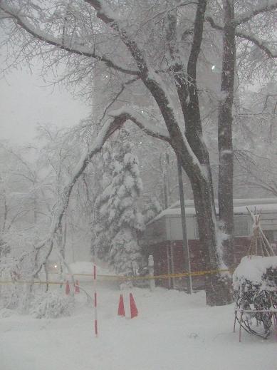 ハルニレの枝折れ