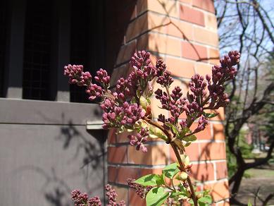 西１３丁目ライラック